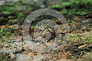 Two soldier leaf cutter ants that are greating each other
