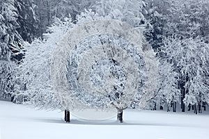 Two solitary tree in winter, snowy landscape with snow and fog, white forest in the backgroud