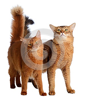 Two somali cats isolated on white background