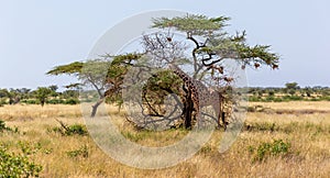 Two Somalia giraffes eat the leaves of acacia trees