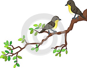 Two song birds cartoon on spring branch