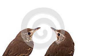 two Song thrush isolated on a white
