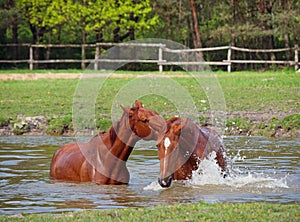 Two sorrel horse bath in a pond