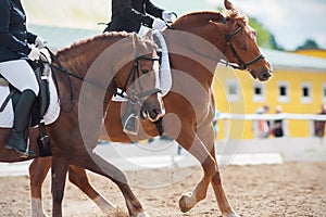 Two sorrel horses gallop across at a dressage competition together