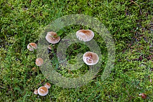 Two sort of mushroom,,Dinnes Wood, Aberdeenshire, Scotland, UK