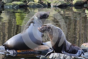 Two South American fur seal on rock