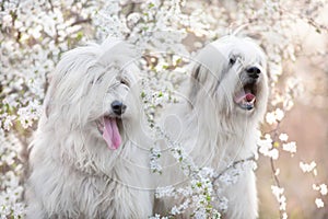 Two South russian sheepdog in flowers