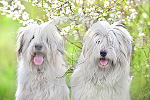 Two South russian sheepdog