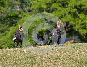 Two Southern Ground Hornbill Bucorvus Leadbeateri Africa