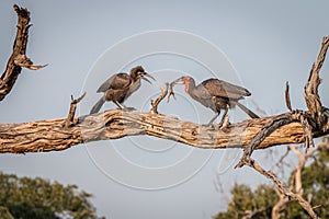 Two Southern ground hornbills on the branch.