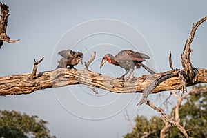 Two Southern ground hornbills on the branch.