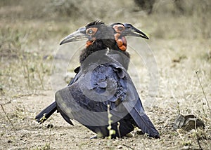 Two Southern Ground-Hornbills (Bucorvus leadbeateri)