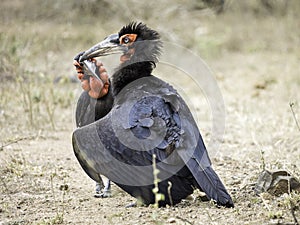 Two Southern Ground-Hornbills (Bucorvus leadbeateri)