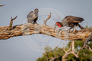 Two Southern ground hornbills sitting on a branch.