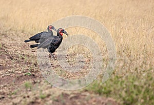 Two Southern Ground Hornbills walking in the savannah