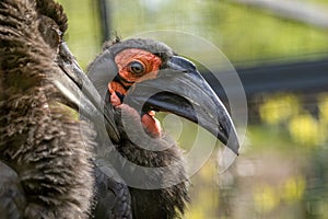 Two southern ground hornbills at the zoo