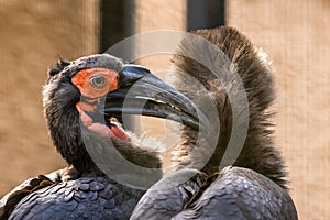 Two southern ground hornbills at the zoo