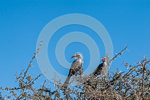 Two Southern red-billed hornbills sitting on a branch.