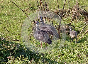 Two Southern screamers with chick, Pantanal Wetlands, Mato Grosso, Brazil