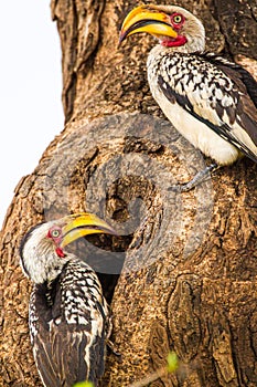 Two Southern Yellow-billed Hornbills at the entrance to their nest in an old tree, Kruger Park