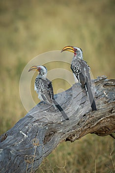 Two southern yellow-billed hornbills side-by-side on log