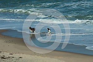 Two Spaniels playing in the waves at Cape Cod, Massachusetts