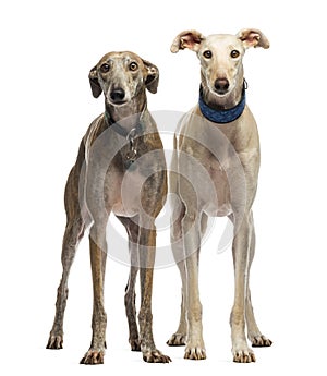 Two Spanish Galgo standing, 6 years old, isolated