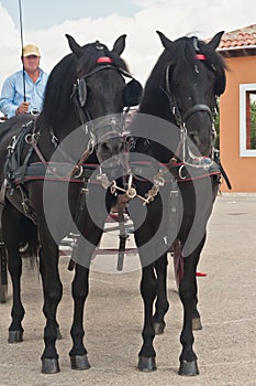 Two spanish horses pulling a carriage in Spain