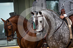 Two spanish horses winner of Doma Vaquera competition in Spain photo