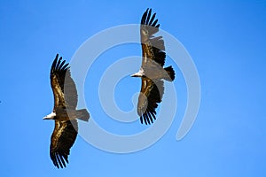 Two Spanish Imperial Eagles