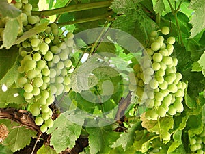 Two Spanish ripe green grape clusters hanging on a branch