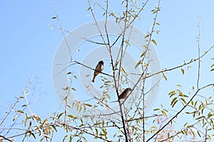Two sparrow birds on branches dressed in autumn colors photo
