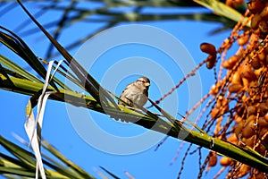 Sparrow Bird sitting on a palm tree trunk