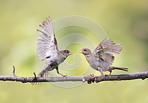 Two Sparrow fight in the spring on a branch