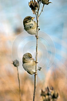 Two Sparrows