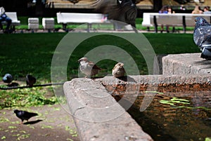 Two sparrows drink water from an ancient city fountain in Voronikhinsky Square, near the Kazan Cathedral. Summer city landscape.