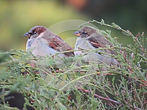 Two Sparrows