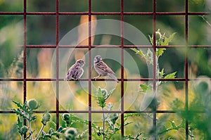 Couple of Sparrows on a Grids in Prague I photo