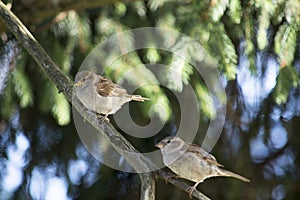 Two Sparrows perched together