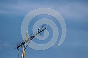 Two sparrows perched on a tv antenna against bright blue sky background in the morning