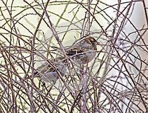 Two sparrows sitting amids thorny leafless twigs
