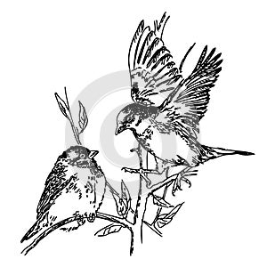 Two sparrows are sitting on a branch. Vector illustration of the National Bird Day on a white background