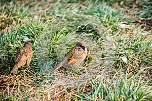 Two sparrows on the grass