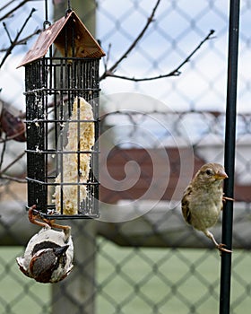 Two sparrows and a suet feeder