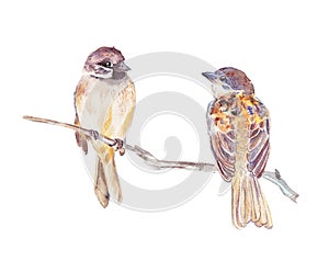 Two sparrows watercolor photo