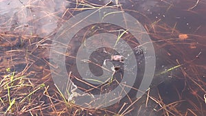 Two spawning Marsch frogs in a pond