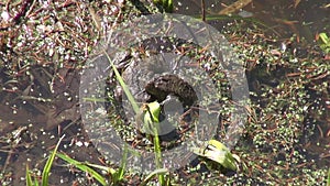 Two spawning toads in a pond