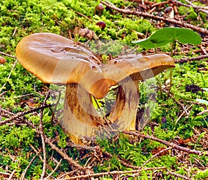 Two speces of Lactarius deterrimus on moss photo