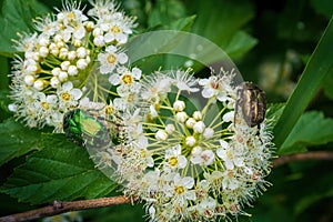 two species of bronze beetles crawl on a flowering bush