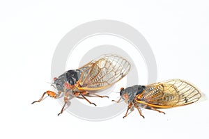 Two species of Brood X periodical cicadas.